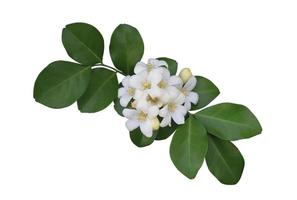 Orange Jasmine or Murraya paniculata flowers. Close up white exotic flowers bouquet on green leaf isolated on white background. Top view flower bunch. photo