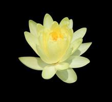 nymphaea o lirio de agua o flores de loto. primer plano flor de loto amarillo aislado sobre fondo negro. el lado del nenúfar. foto