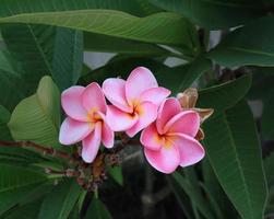 plumeria o frangipani o flores del árbol del templo. primer plano ramo de flores de plumeria rosa sobre fondo de hojas verdes en el jardín con luz de la mañana. foto