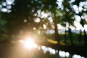 bosque por la mañana, fondo bokeh fuera de foco foto