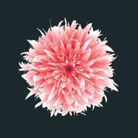 background, beautiful, beauty, black, bloom, blooming, blossom, botanical, botany, bright, close-up, closeup, color, colorful, dahlia, daisy, decoration, design, design element, detail, flora, floral vector