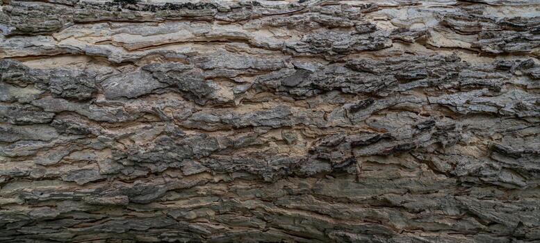 Full frame tree bark texture background. Gray wood skin abstract background. Pattern of natural tree bark texture. Rough surface of trunk. Nature background. Carbon neutral concept. Bark of rain tree. photo
