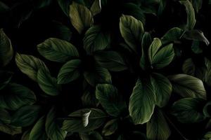 Closeup green leaves of tropical plant in garden. Dense dark green leaf with beauty pattern texture background. Green leaves for spa background. Green wallpaper. Top view ornamental plant in garden. photo