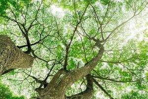 Bottom view of tree trunk to green leaves of tree in tropical forest with sunlight. Fresh environment in park. Green plant give oxygen in summer garden. Forest tree with small leaves on sunny day. photo