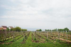 Wine fields outdoor at Vrbice, Czech Republic. photo
