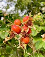 Ripe hip roses on branch with leaves. High quality photo