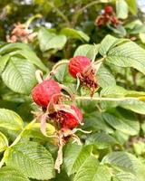 Ripe hip roses on branch with leaves. High quality photo