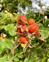 Ripe hip roses on branch with leaves. High quality photo