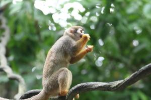 Squirrel monkey looking into the sun photo