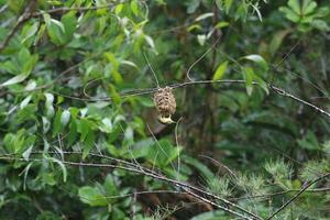 Bayan weaver building a nest photo