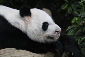 Giant Panda in an enclosure photo