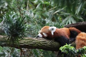 panda rojo durmiendo foto