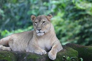 Majestic African lion photo