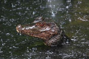 Cuvier Dwarf Caiman photo