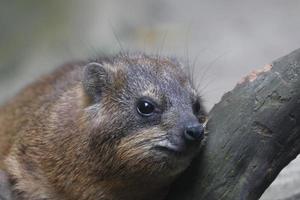 Rock Hyrax on a log photo