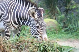 Zebra eating grass photo