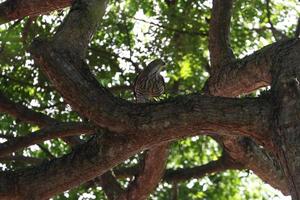 Crested goshawk eating a rat photo