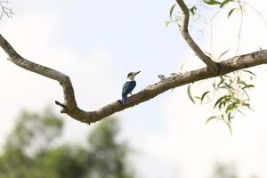 Collared Kingfisher on a bracj photo