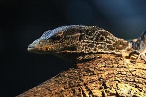 Lizard on a branch photo