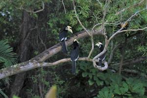 Oriental pied hornbill photo