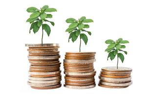 Save money tree growing on coins in plastic bottle, Business finance investment concept. photo