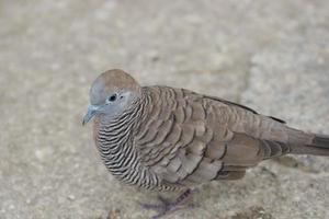 Zebra Dove on the ground photo