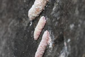 Eggs of the Apple Snail photo