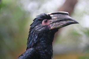 Trumpeteer hornbill looking into the camera photo