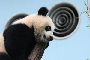 Giant Panda in an enclosure photo