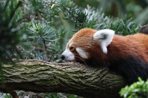 panda rojo durmiendo foto