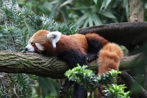 panda rojo durmiendo foto