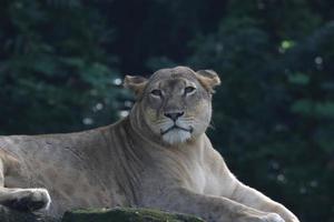 majestuoso león africano foto