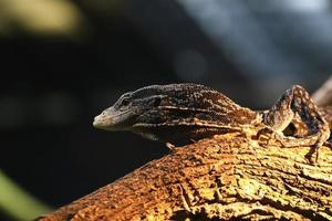 lagarto en una rama foto