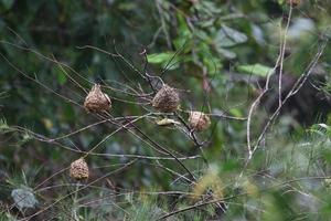 Bayan weaver building a nest photo