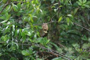 Bayan weaver building a nest photo