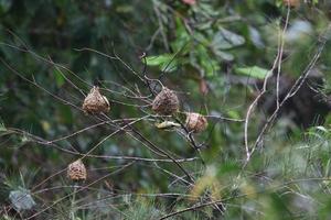 Bayan weaver building a nest photo