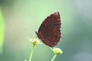 palmfly común en una flor foto