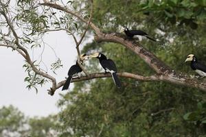 Oriental pied hornbill photo