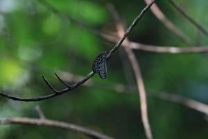 blue tiger butterfly photo