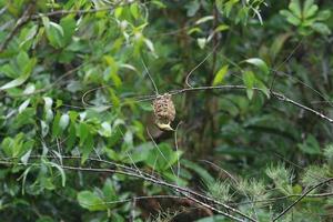 Bayan weaver building a nest photo