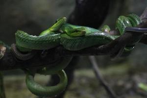 serpiente rata arbórea foto