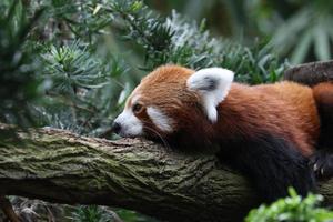 panda rojo durmiendo foto