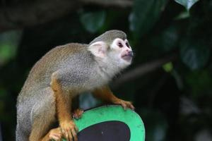 Squirrel monkey looking into the sun photo