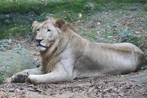 Majestic African lion photo