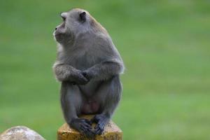 Long tailed Macaque photo