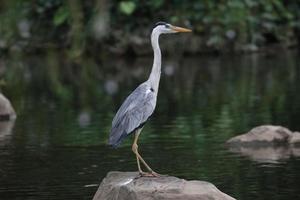 Grey Heron Perching photo