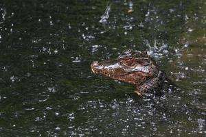 Cuvier Dwarf Caiman photo