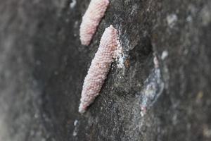 Eggs of the Apple Snail photo