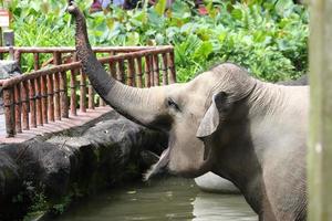 Asian elephant under the sun photo