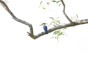 Collared Kingfisher on a bracj photo